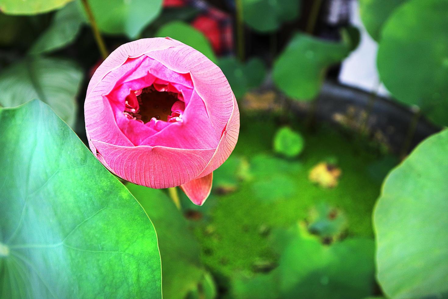 feuille verte de fleur de lotus rose dans le jardin. photo