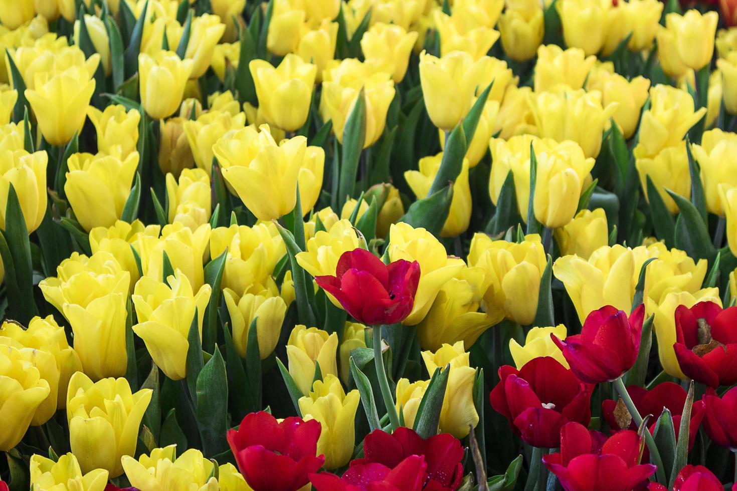 bouquet de fleurs de tulipes roses avec un beau fond. photo