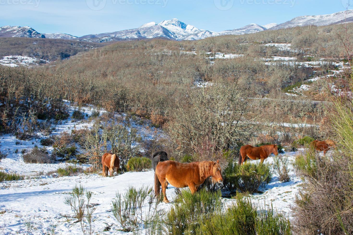 chevaux sauvages mangeant sur la colline enneigée photo