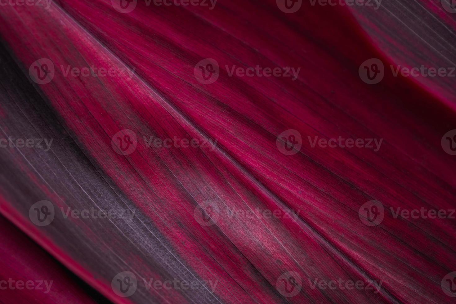 fond de feuille rouge cordyline fruticosa et espace pour le texte photo