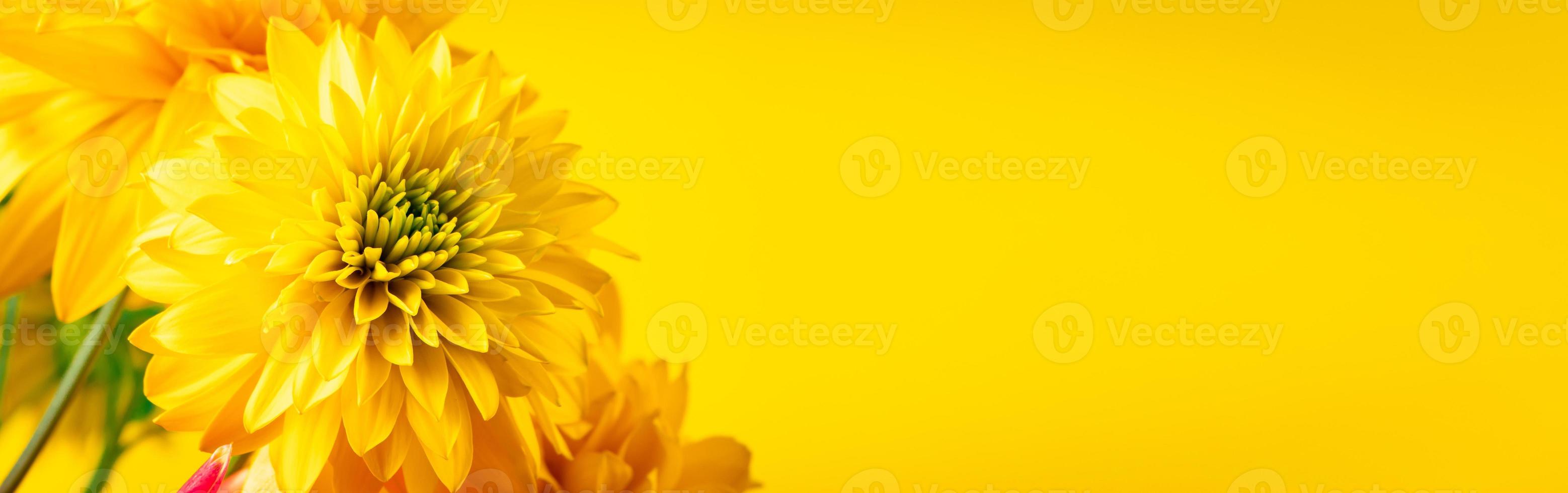chrysanthèmes jaunes et gerberas sur fond clair. notion d'été. carte postale de voeux. place pour le texte, format de bannière. photo