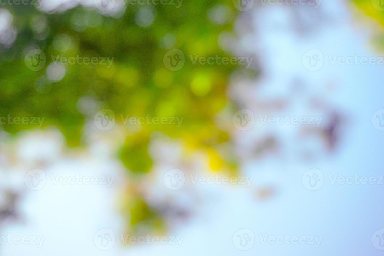 feuilles vertes sur fond de verdure floue. paysage de plantes de concept, écologie. photo professionnelle