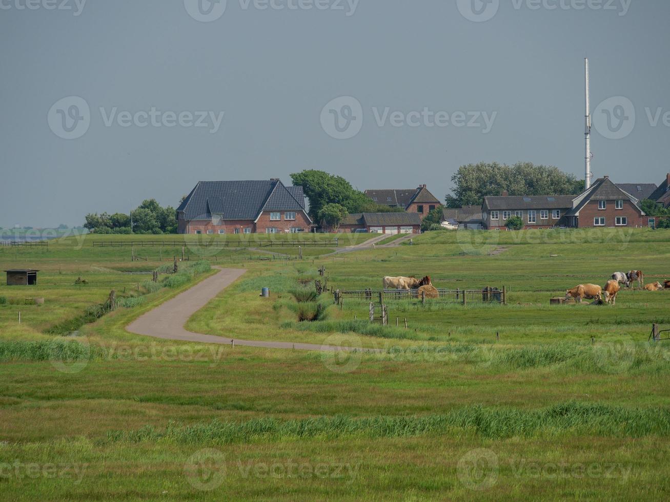 hallig hooge dans la mer du nord allemande photo