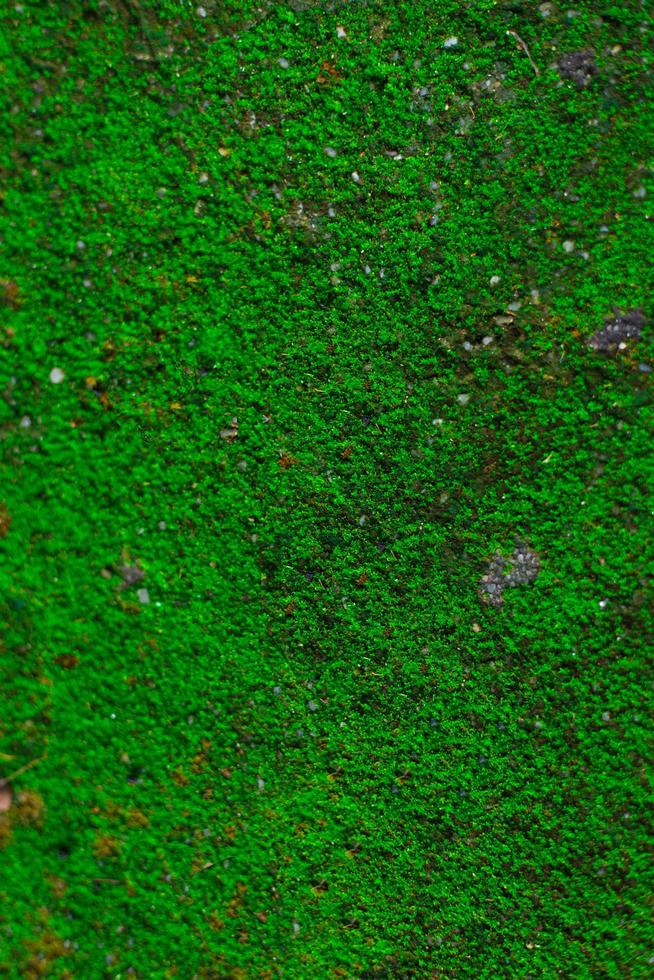 la mousse fraîche verte pousse sur le rocher dans le thème de fond naturel. les mousses siègent dans une division de plante. photo