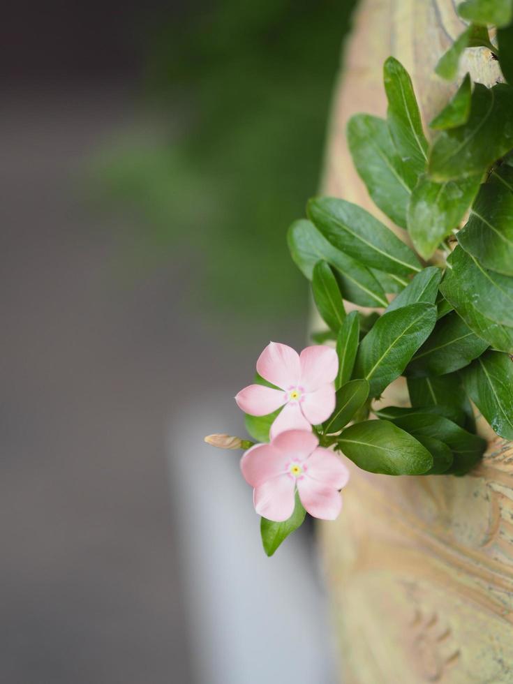 jasmin de cayenne, pervenche, catharanthus rosea, pervenche de madagascar, vinca, apocynaceae pervenche de madagascar photo