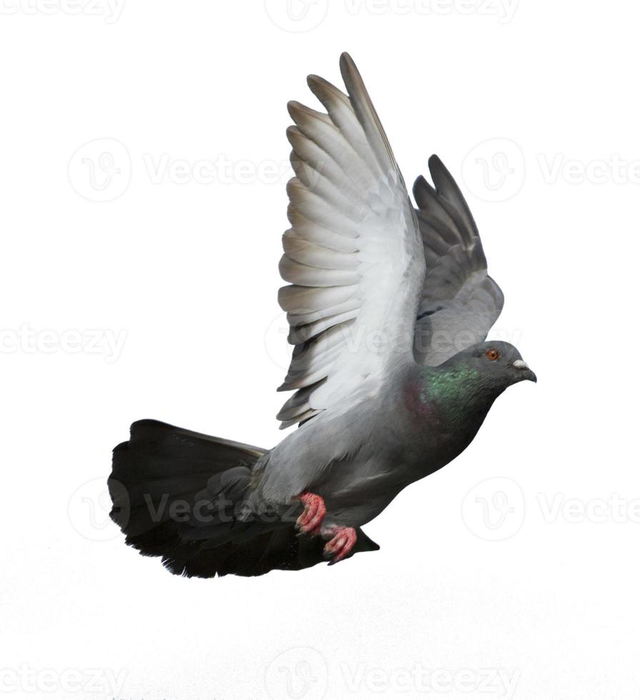 Pigeons volant isolé sur fond blanc photo