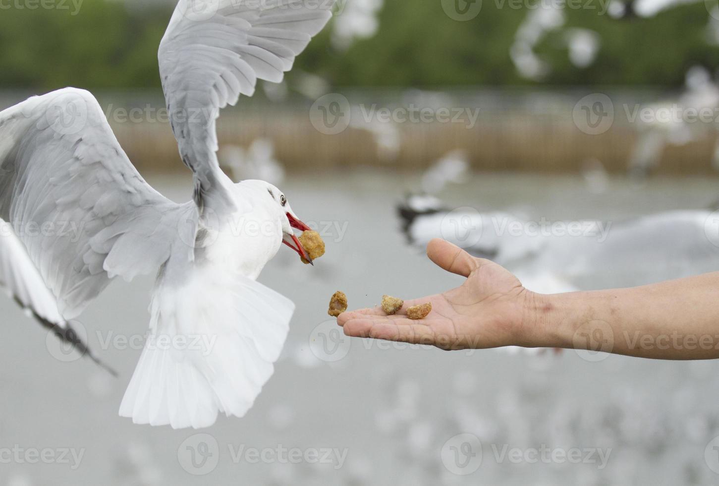 main humaine nourrissant une mouette volante photo