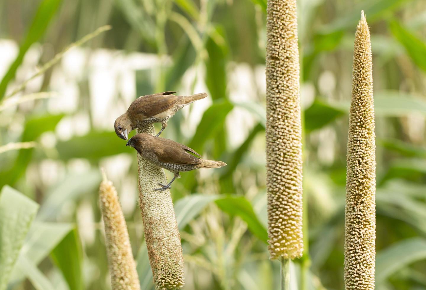 oiseau de riz mangeant une plante de sorgho photo
