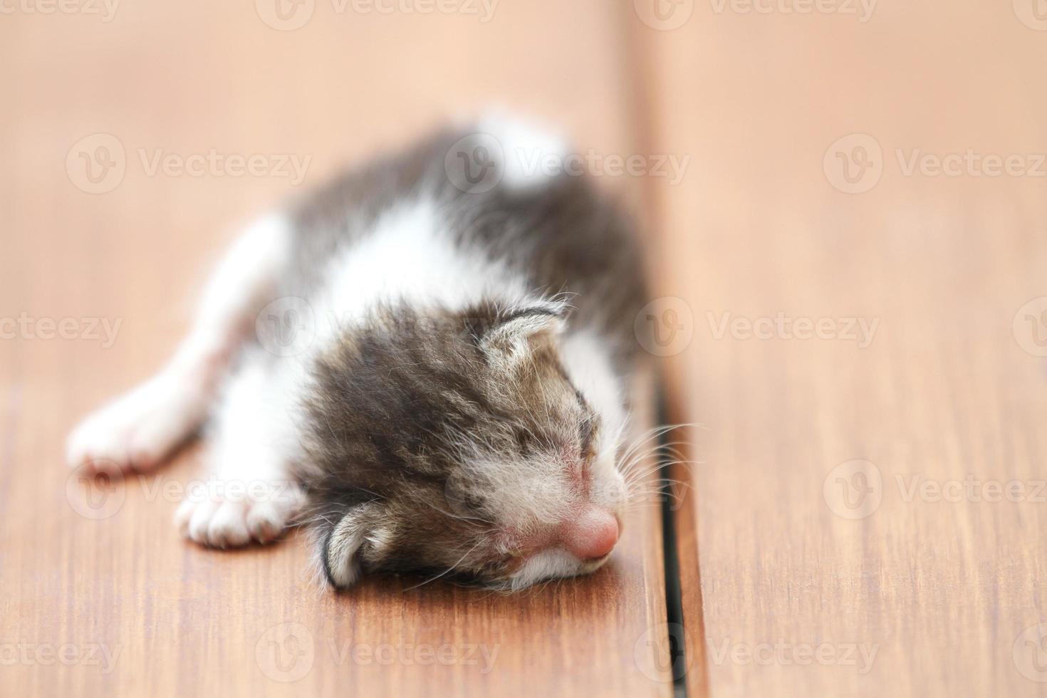 chatons dormant sur un sol en bois marron photo