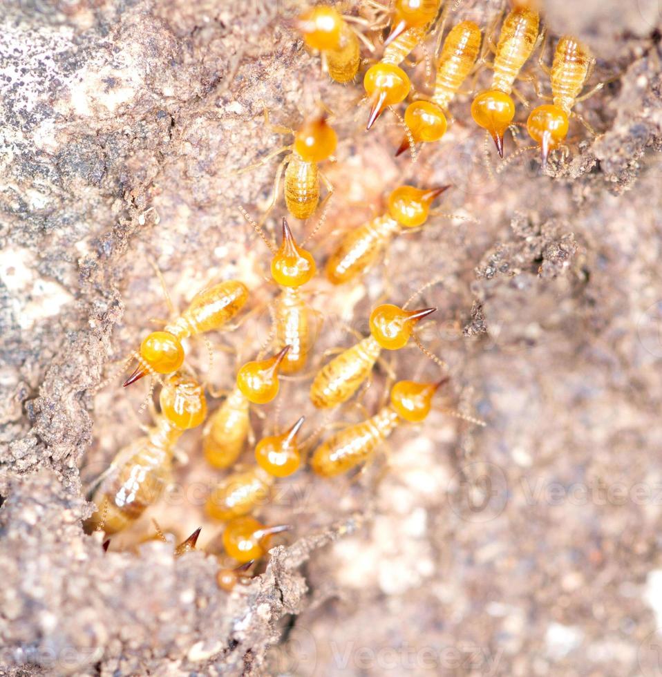 fermer les termites ou les fourmis blanches photo