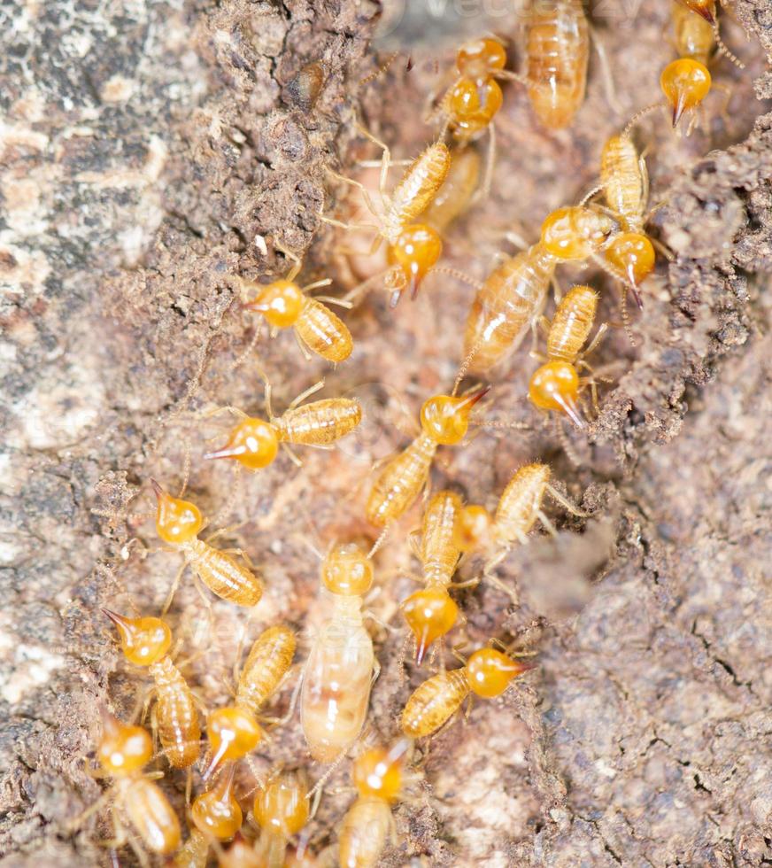 fermer les termites ou les fourmis blanches photo