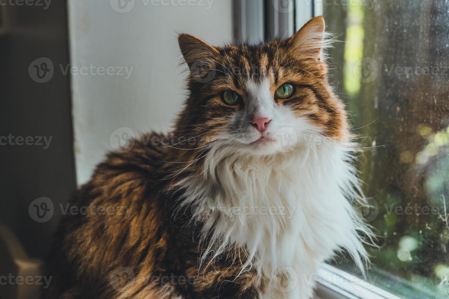 portrait de chat près de la fenêtre. photo