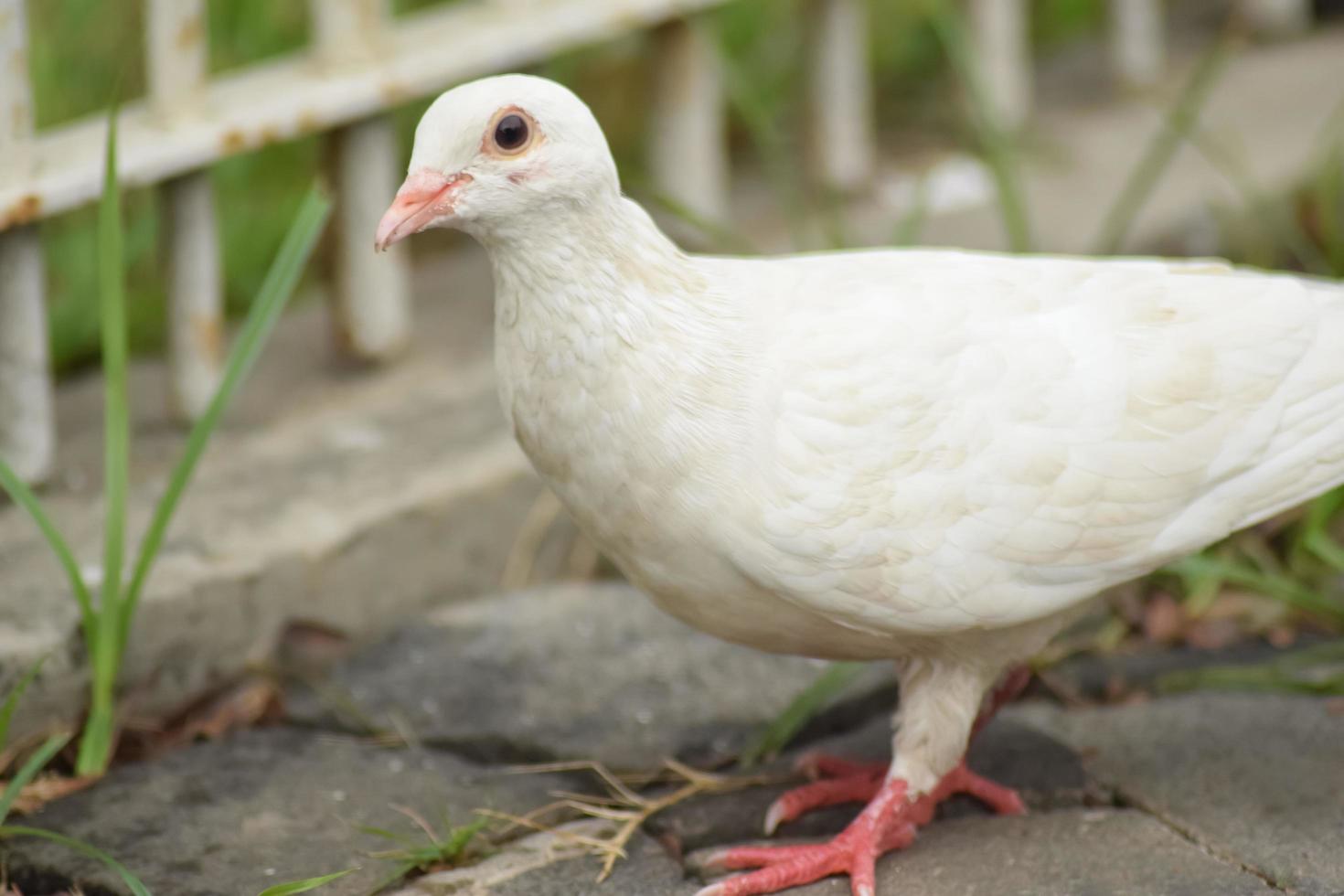 pigeon blanc dans la rue à la recherche de nourriture, foule les rues et les places publiques, vivant de la nourriture jetée et des offrandes de graines pour oiseaux. photo