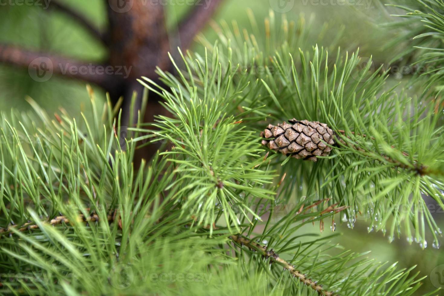 branches de pin conifère vert après la pluie photo