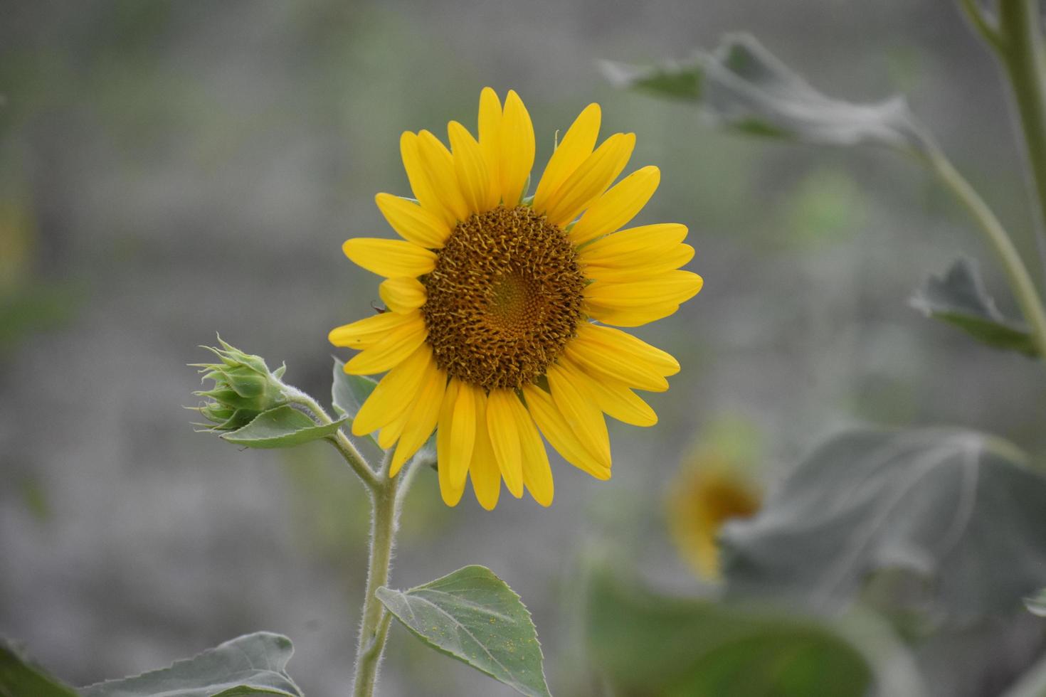 beau tournesol frais photo