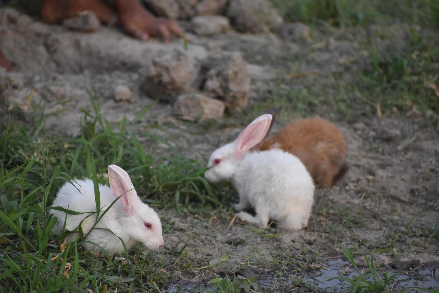 des lapins mignons jouent photo