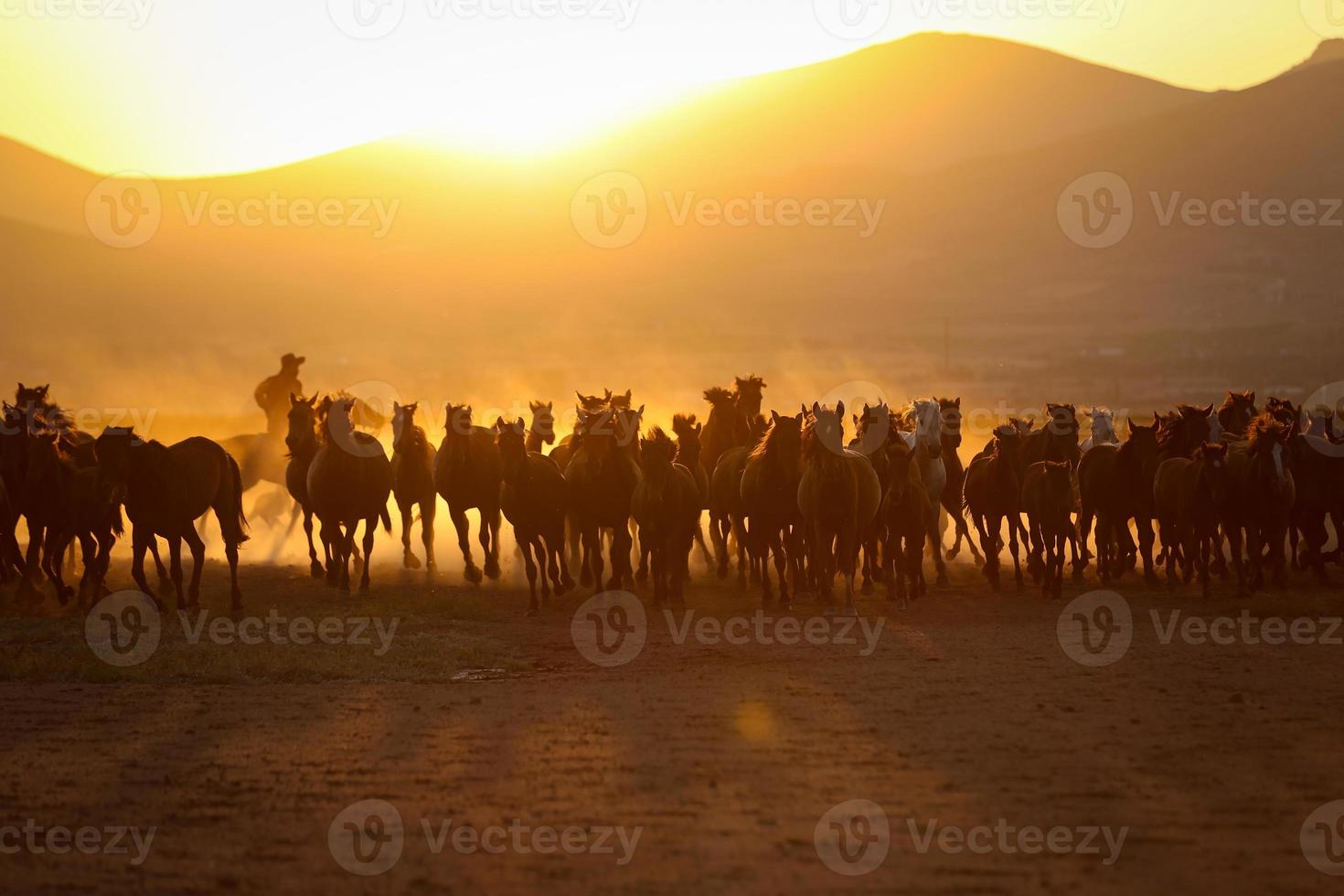 Chevaux yilki courant dans le champ, kayseri, Turquie photo