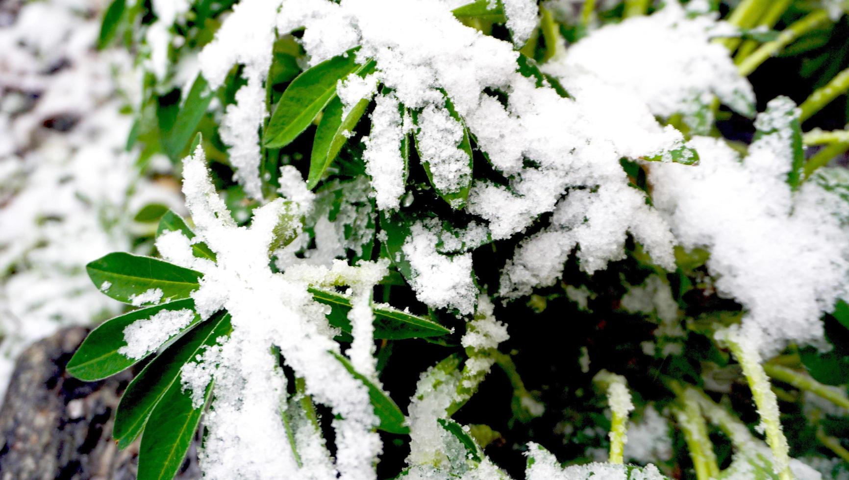 plante et neige photo