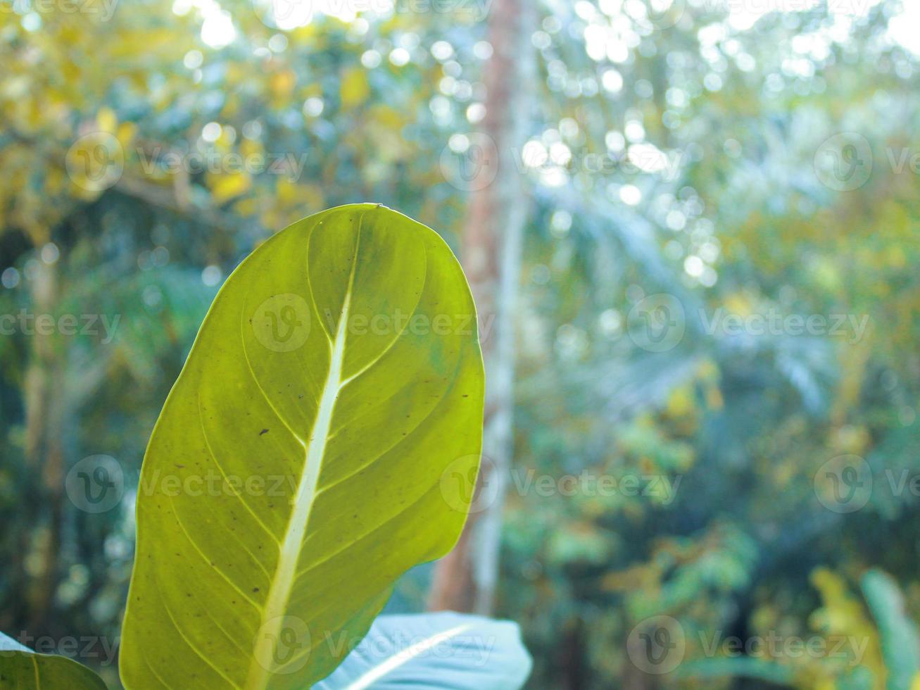 photos de plantes du jardin