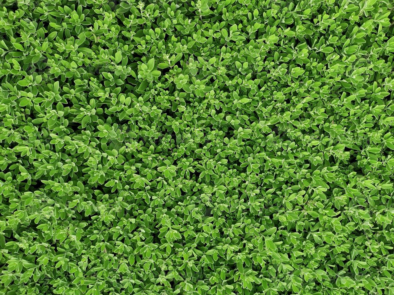 texture de mur d'herbe verte pour la conception de toile de fond et mur écologique et découpe pour les illustrations photo