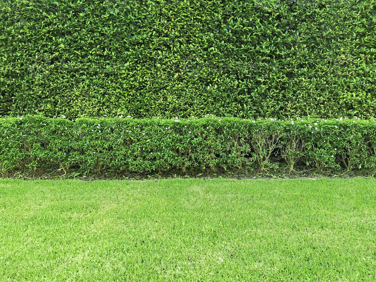 Champ d'herbe verte isolé sur fond blanc photo