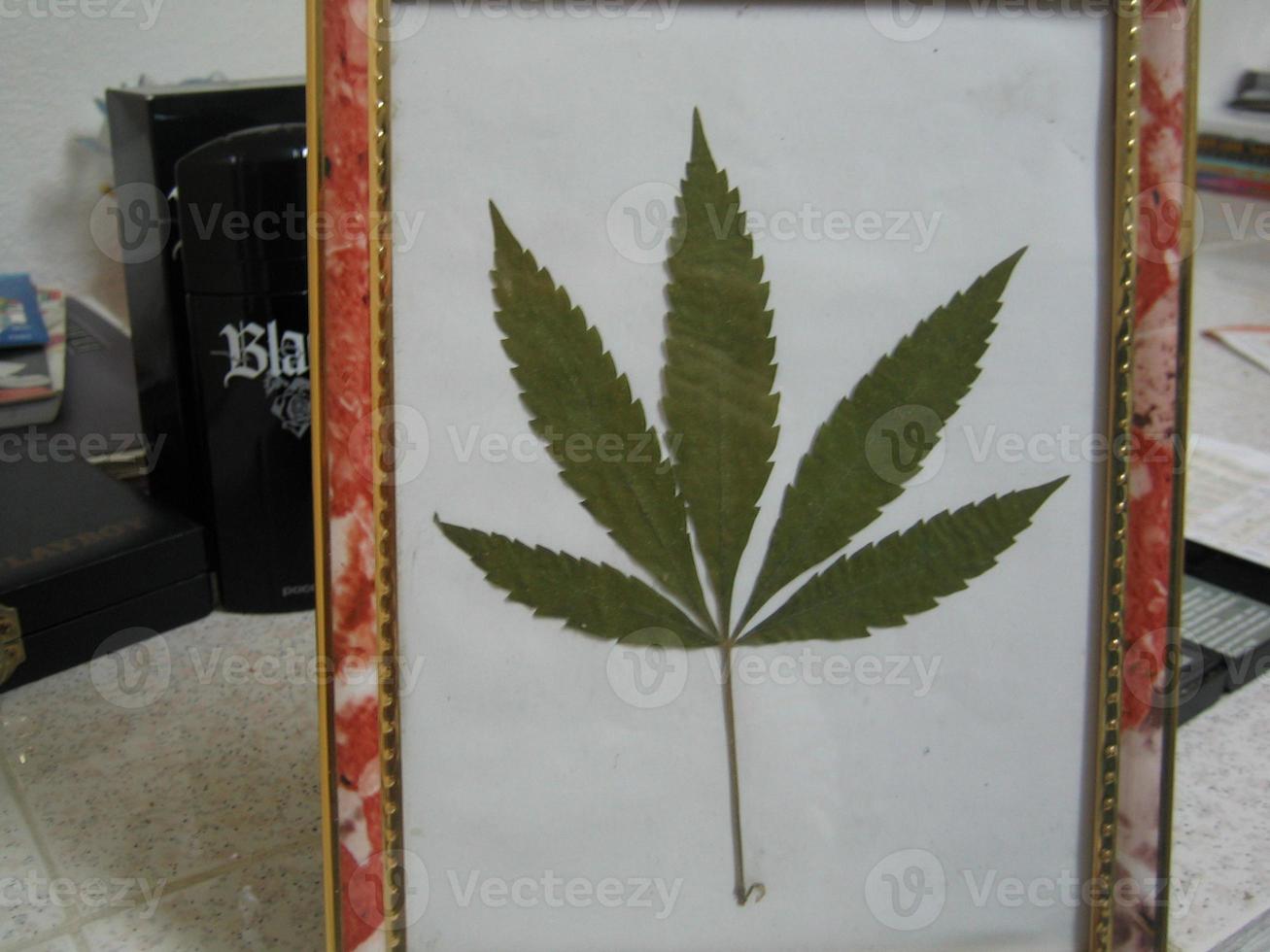 cannabis médical marihuana creta island grèce rétro fond matala 2006 vintage pousses photo