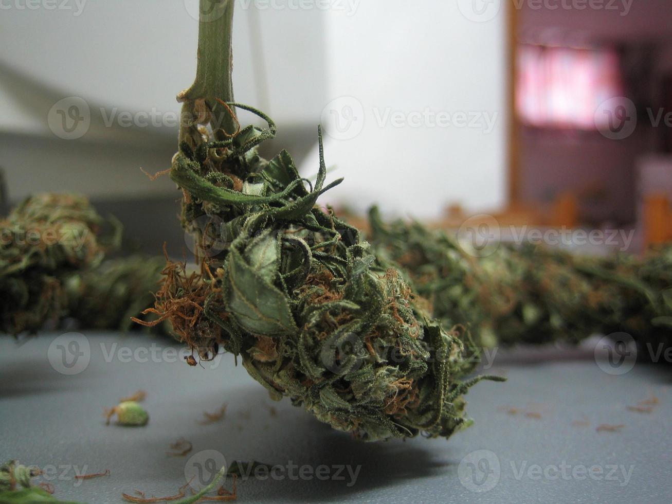 cannabis médical marihuana creta island grèce rétro fond matala 2006 vintage pousses photo