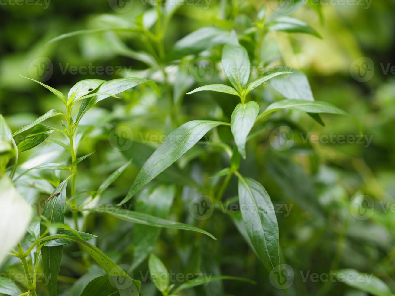 roi des amers andrographis paniculata burm, mur. ex nees, fah talai jhon, les herbes thaïlandaises soulagent les maux de gorge, réduisent la fièvre, réchauffent les feuilles vertes froides la nature végétale protège le coronavirus, covid-19 photo