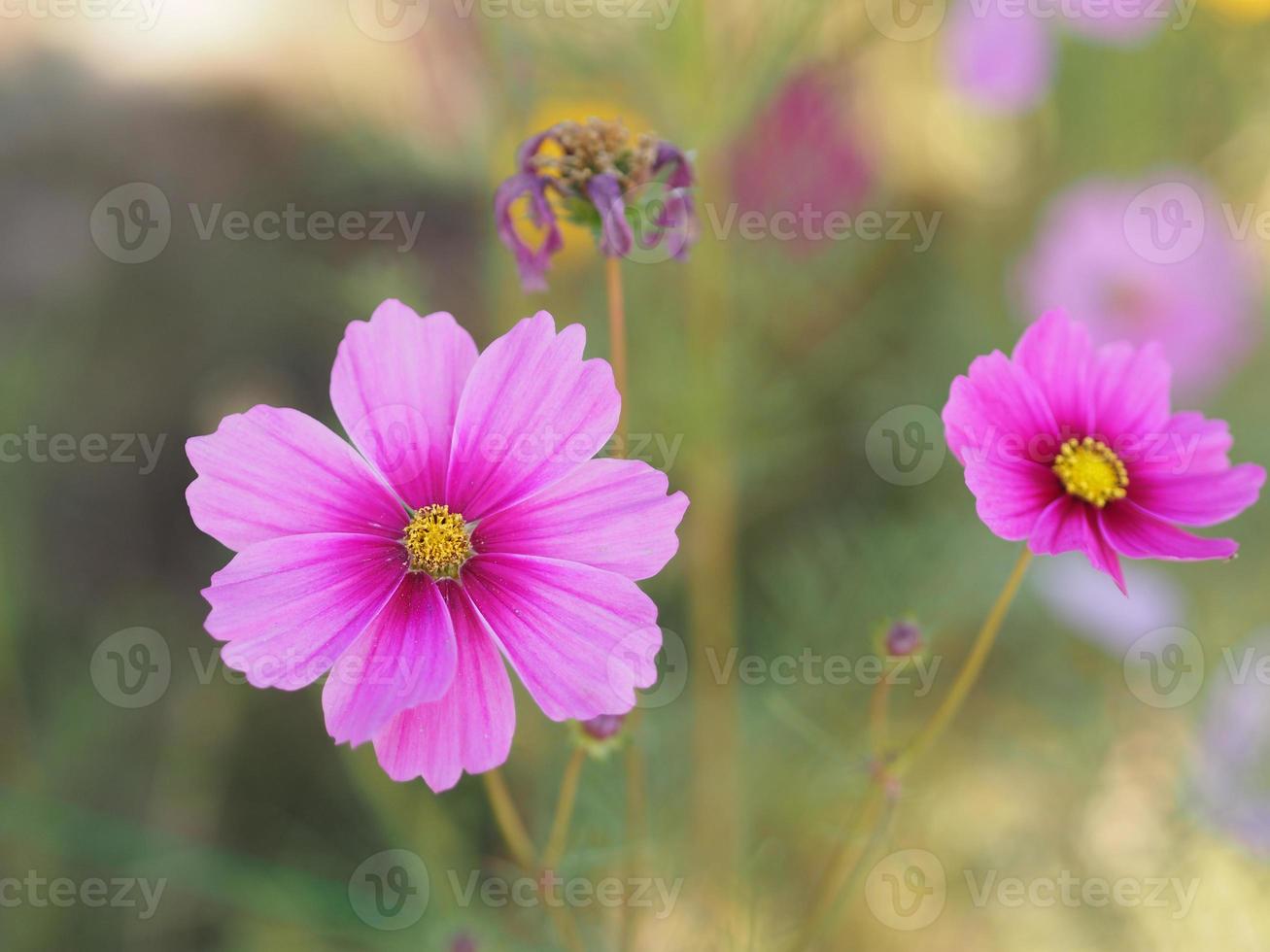 fleur de couleur rose, cosmos de soufre, fleurs d'aster mexicain fleurissent magnifiquement au printemps dans le jardin, flou de fond de nature photo