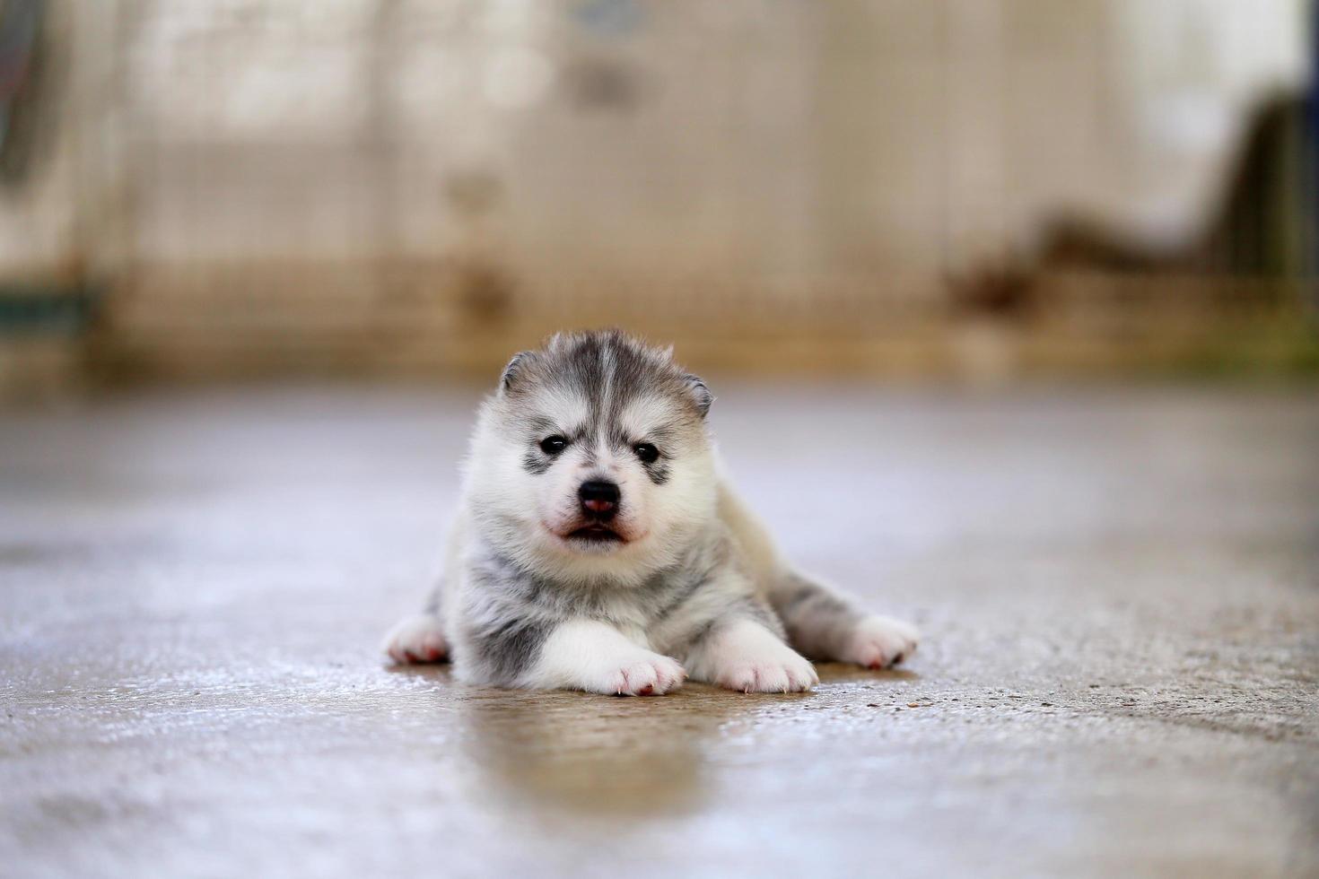 chiot husky sibérien couleurs grises et blanches gisant sur le sol. chiot moelleux. photo