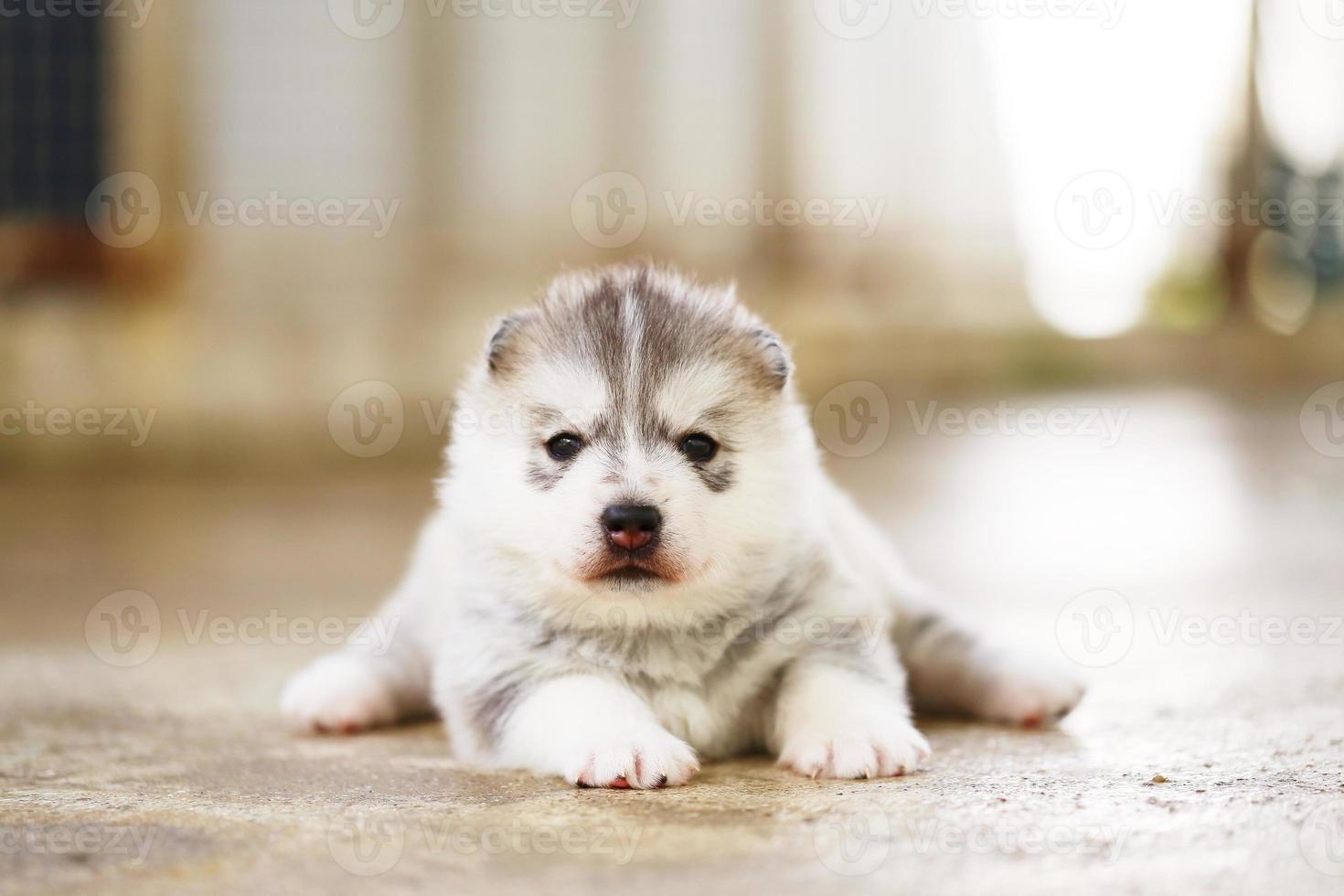 chiot husky sibérien allongé sur le sol. chiot moelleux. photo