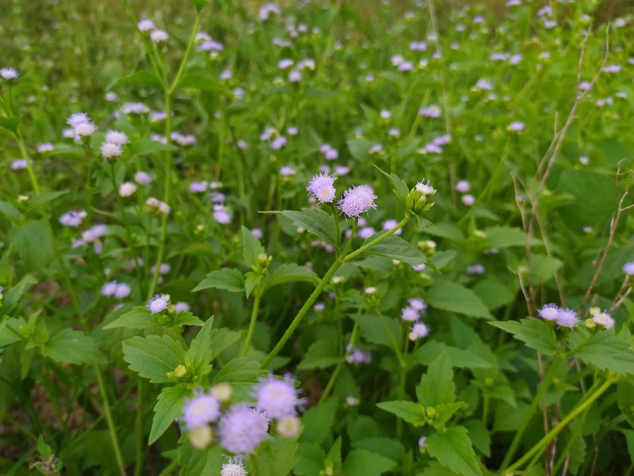 beaux champs de fleurs violettes le soir. mignon ageratum conyzoides. photo