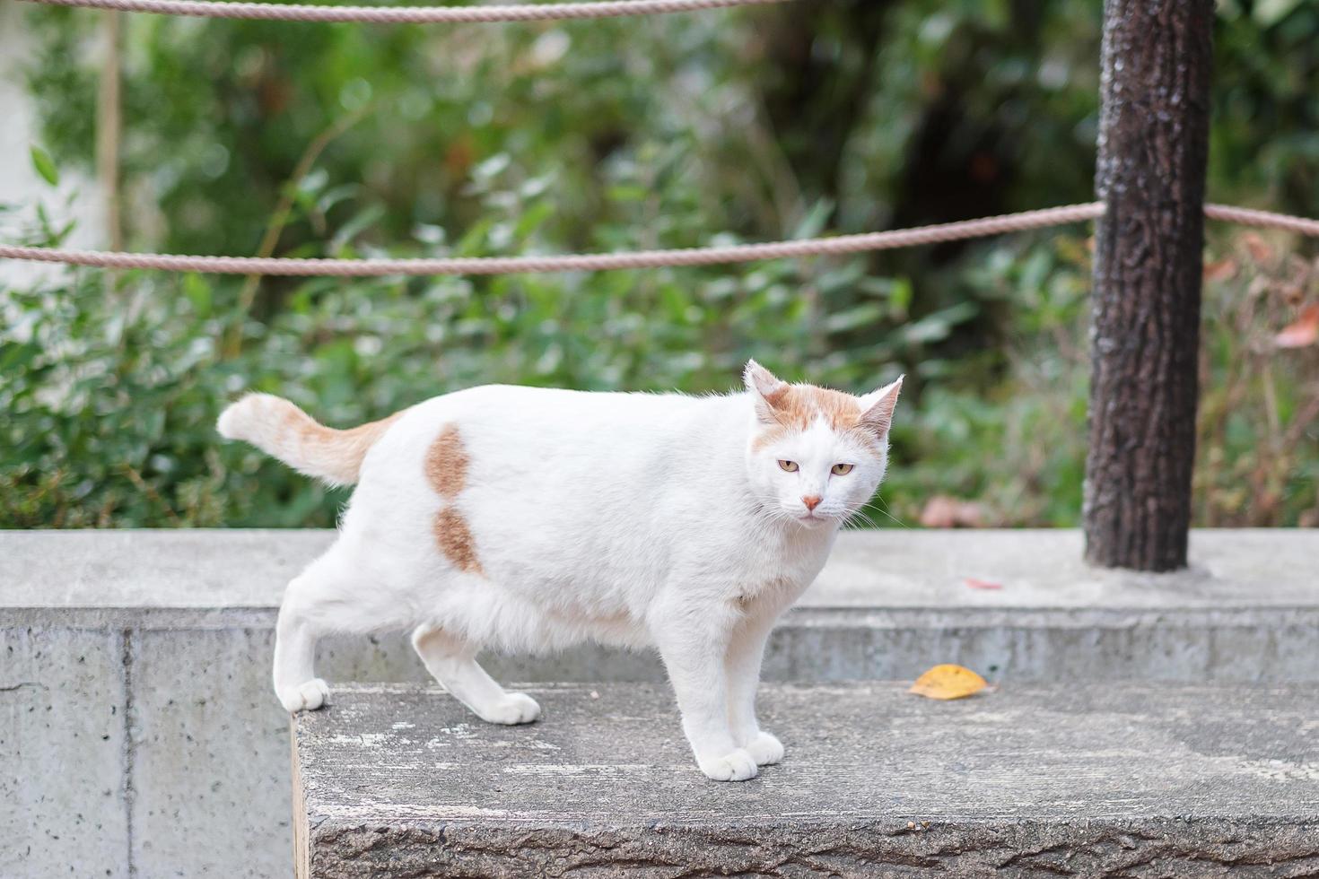 chat blanc dans le jardin. concept de journée internationale des animaux de compagnie et des chats photo