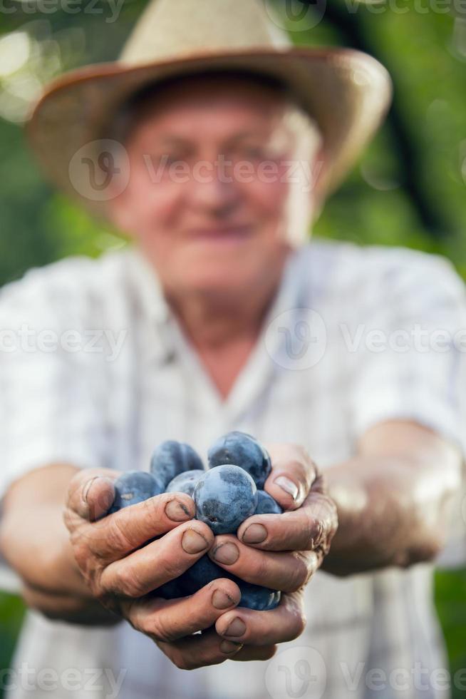 vieil homme tenant des prunes biologiques photo