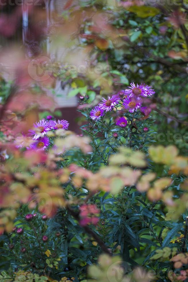 aster bleuâtre tongolensis, composée de la famille photo