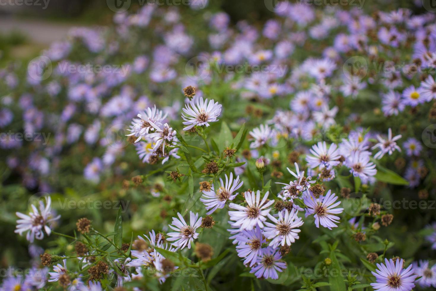 aster bleuâtre tongolensis, composée de la famille photo