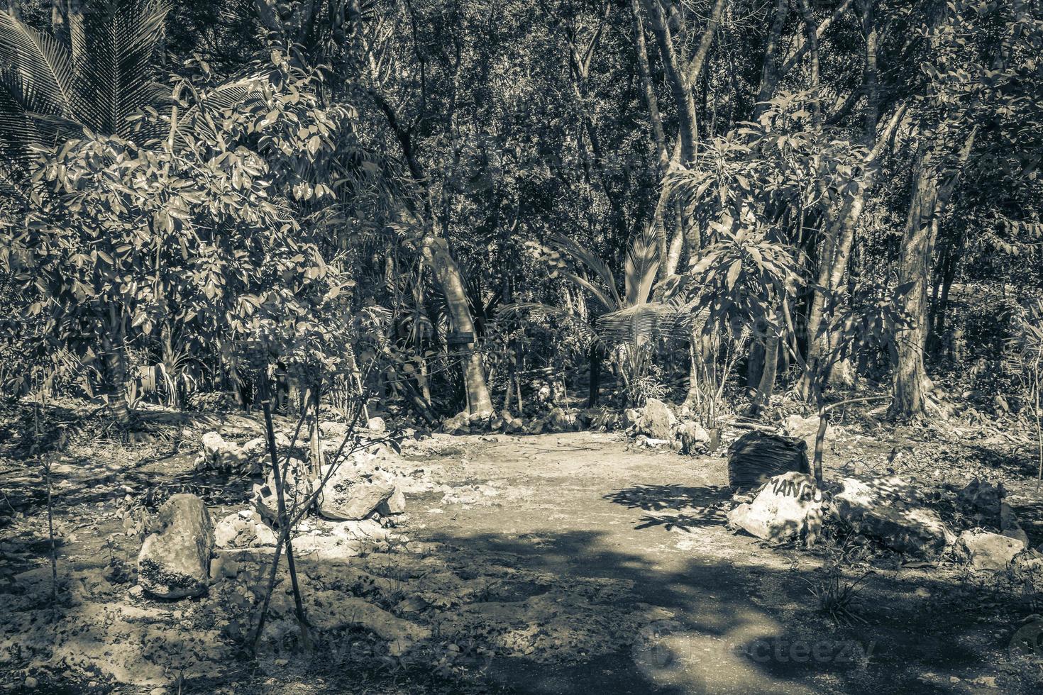 plantes tropicales chemin de randonnée forêt de jungle naturelle puerto aventuras mexico. photo