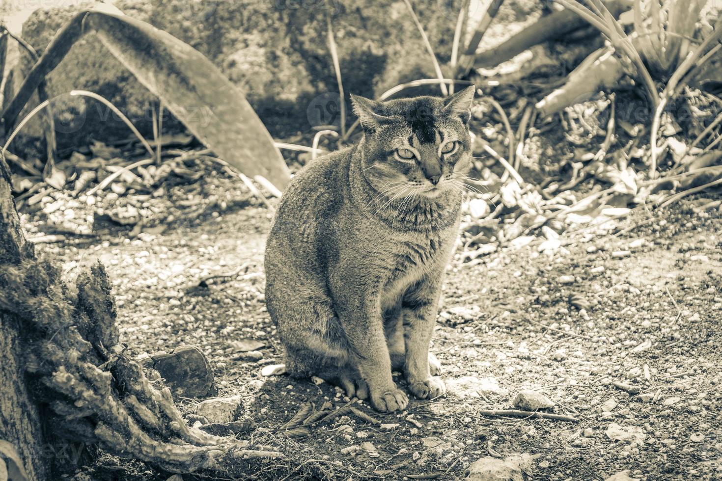 beau chat mignon aux yeux verts dans la jungle tropicale mexique. photo