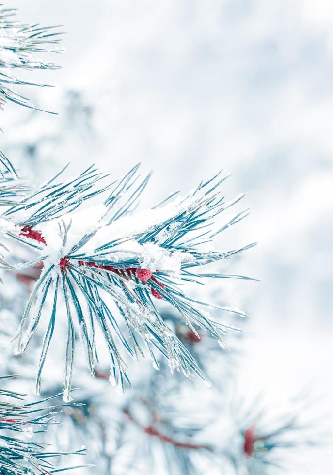 neige sur les feuilles de pin en hiver photo