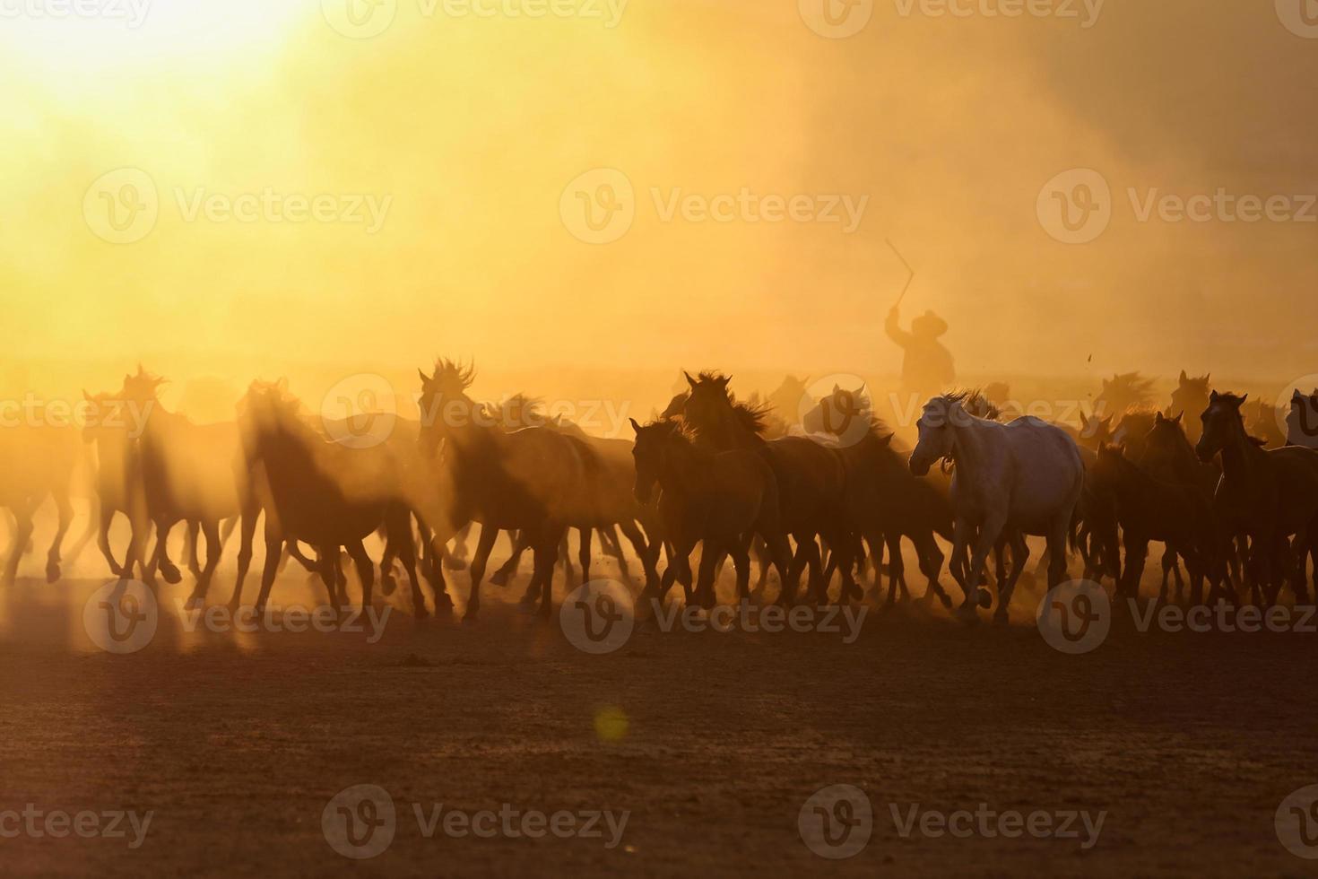 Chevaux yilki courant dans le champ, kayseri, Turquie photo