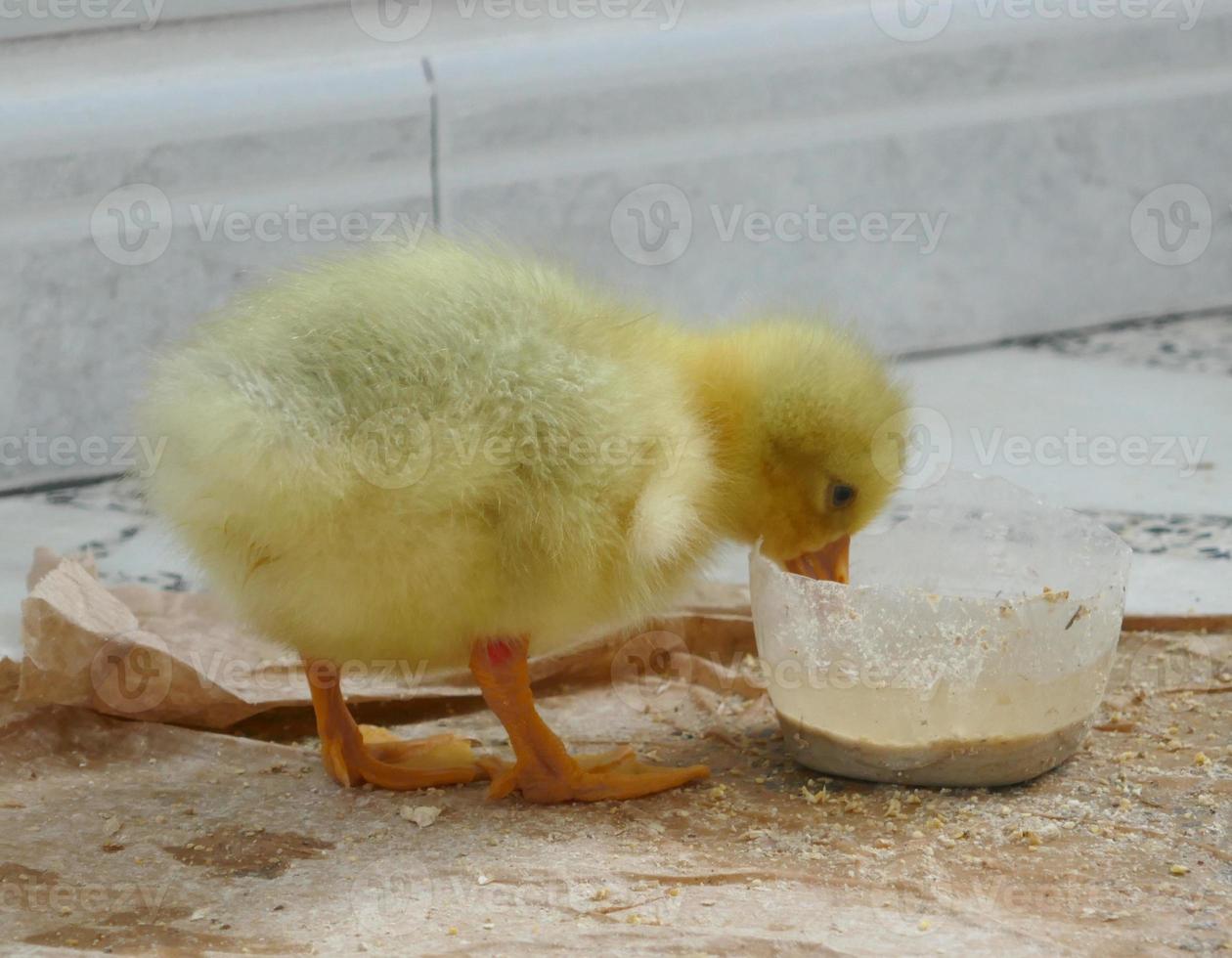 bébé canard et oie photo