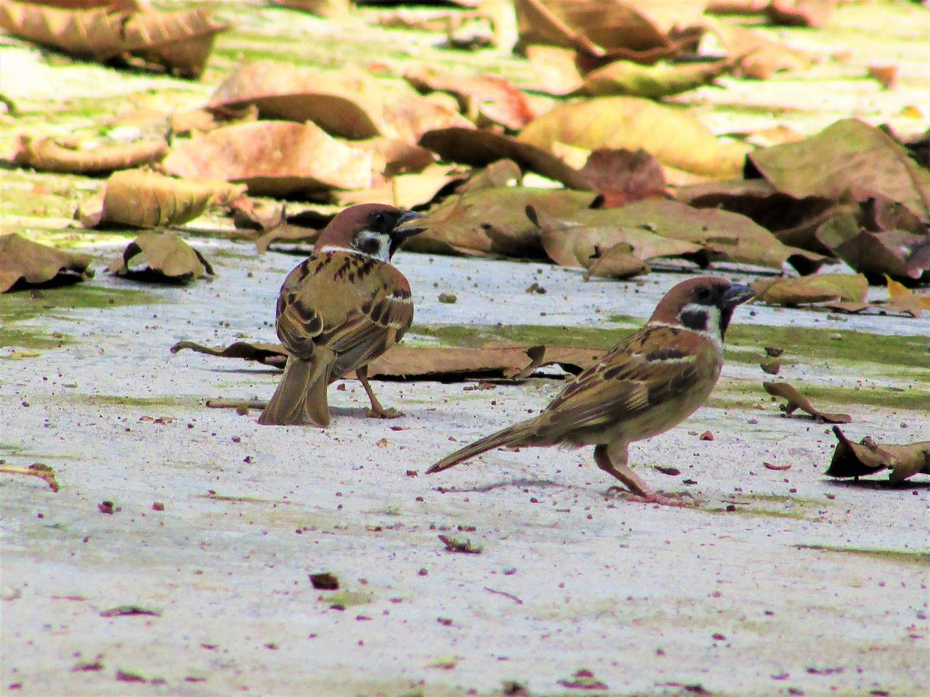 oiseaux à l'état sauvage photo