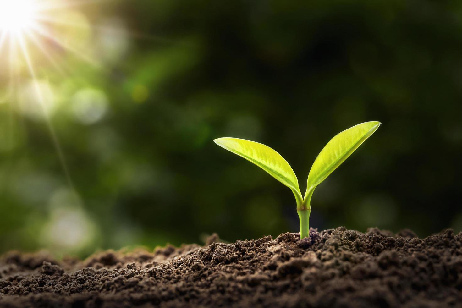 jeune plante poussant à la lumière du matin. concept de l'agriculture et du jour de la terre photo