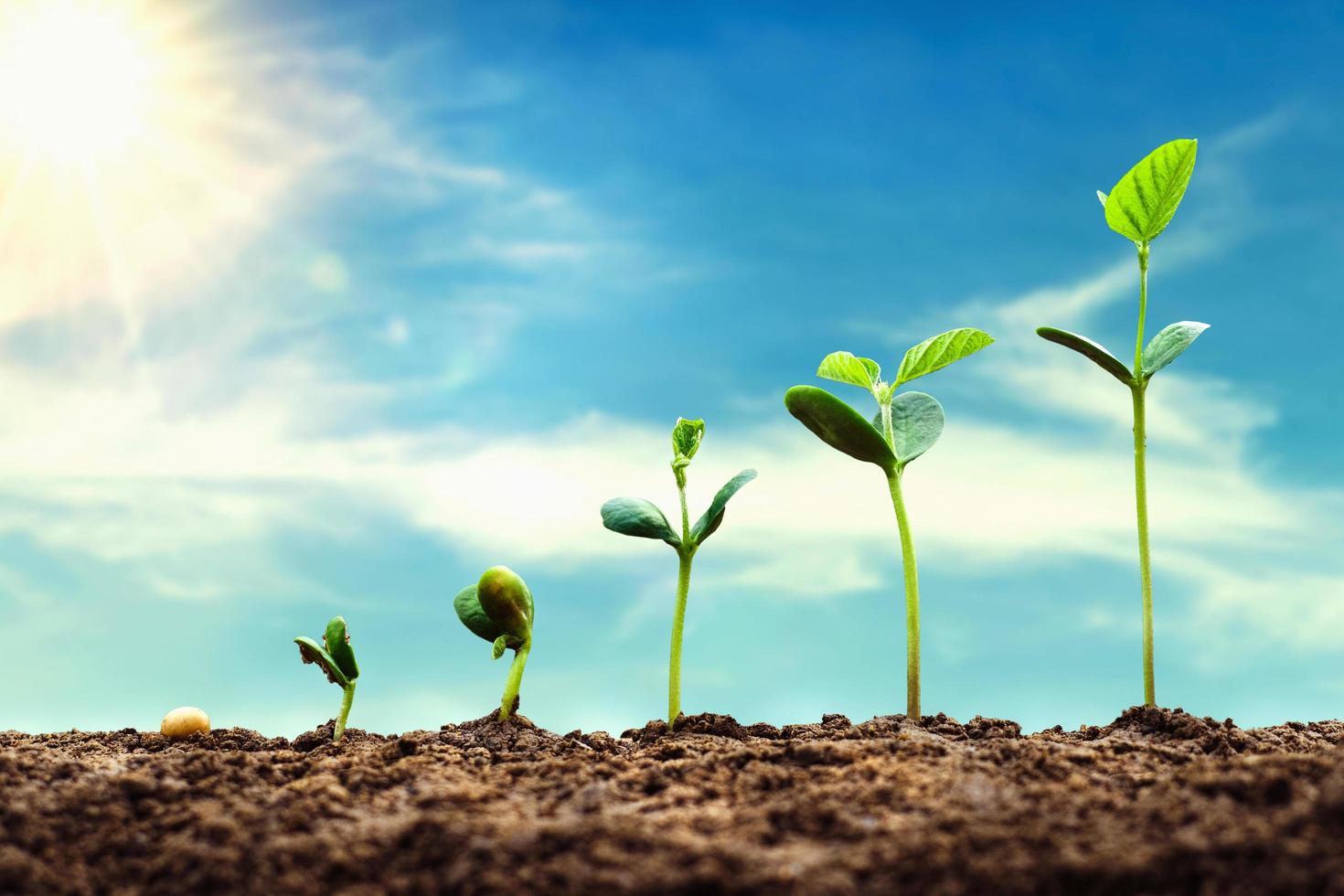 croissance du soja dans la ferme avec fond de ciel bleu. concept d'étape de croissance de l'ensemencement de plantes agricoles photo