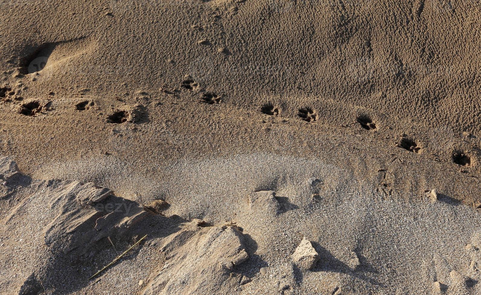 empreintes de pas dans le sable sur les rives de la mer méditerranée dans le nord d'israël photo