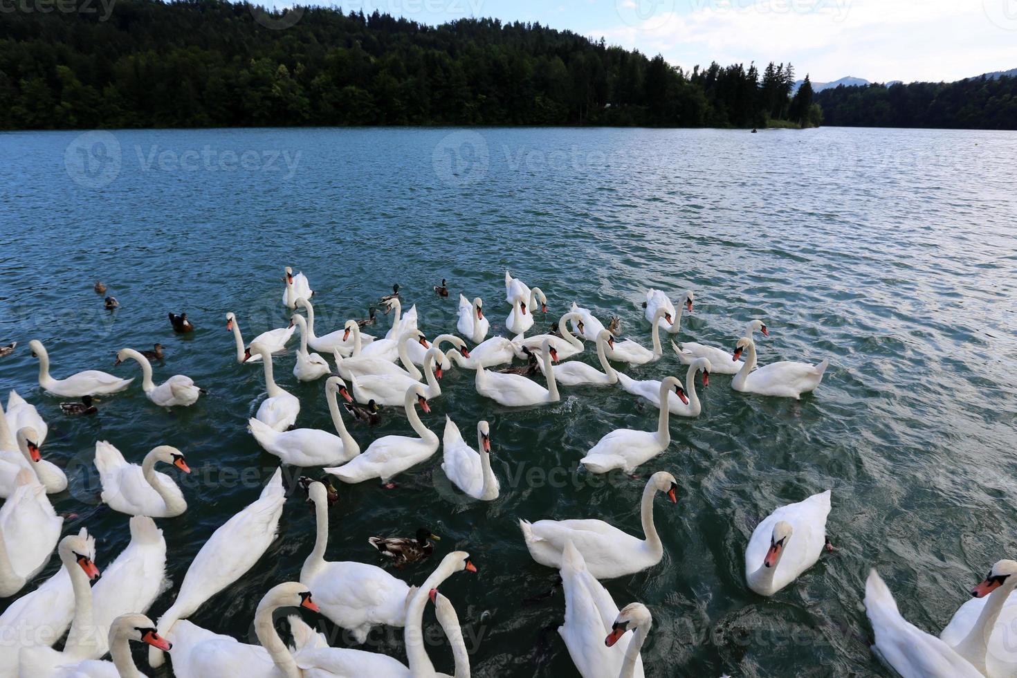 de grands cygnes blancs vivent sur un lac d'eau douce photo