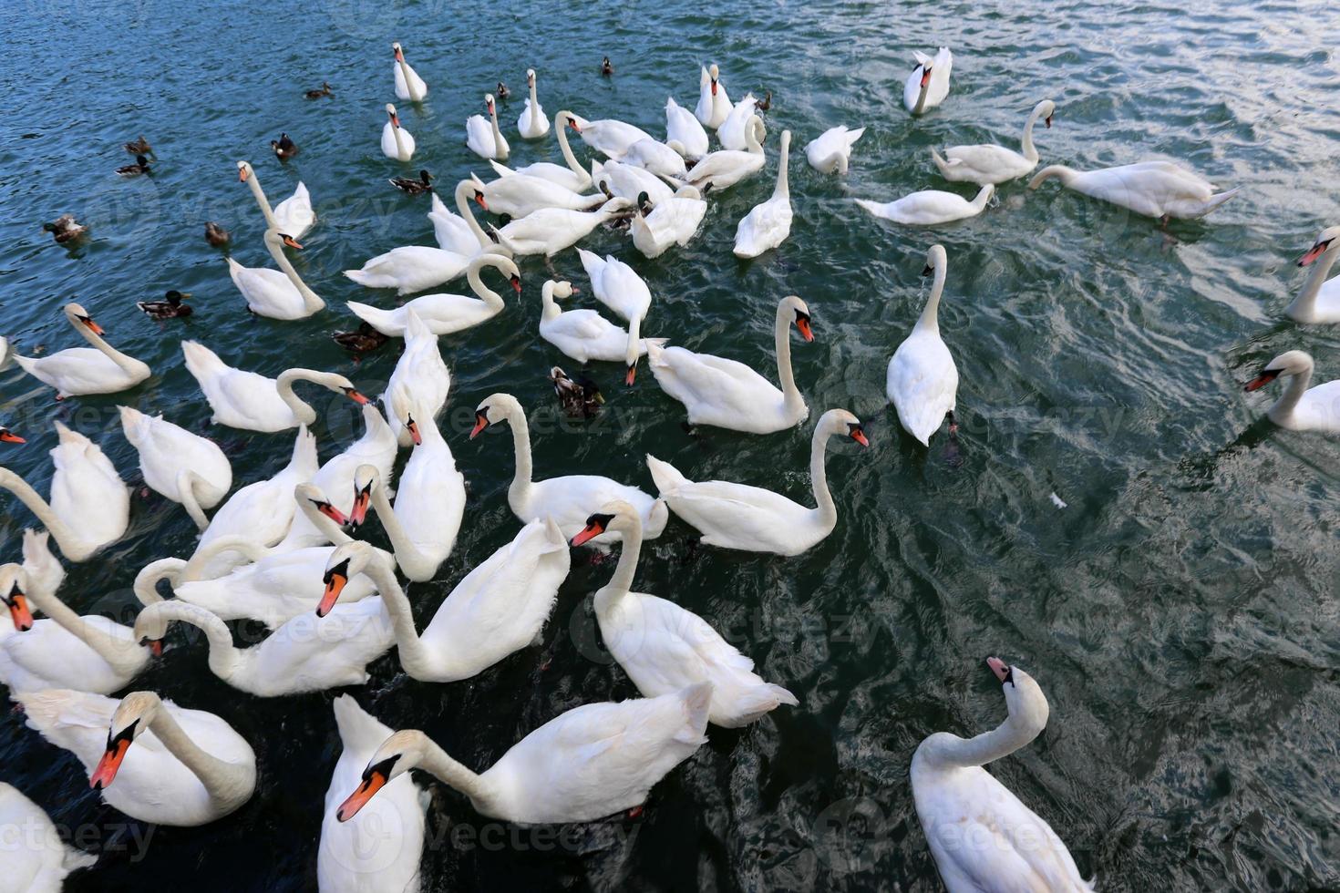 de grands cygnes blancs vivent sur un lac d'eau douce photo