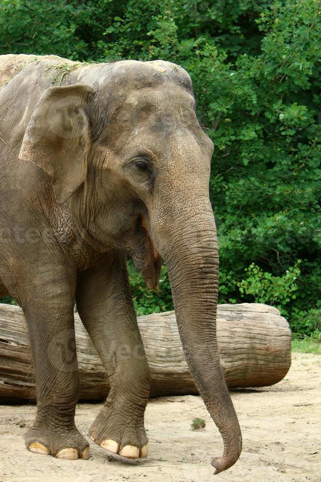 un éléphant est un grand mammifère avec une longue trompe qui vit dans un zoo. photo