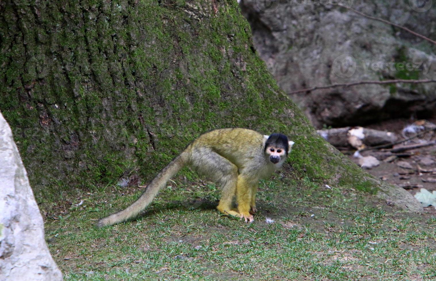 les singes sont assis sur des branches d'arbres sur fond de feuillage vert photo