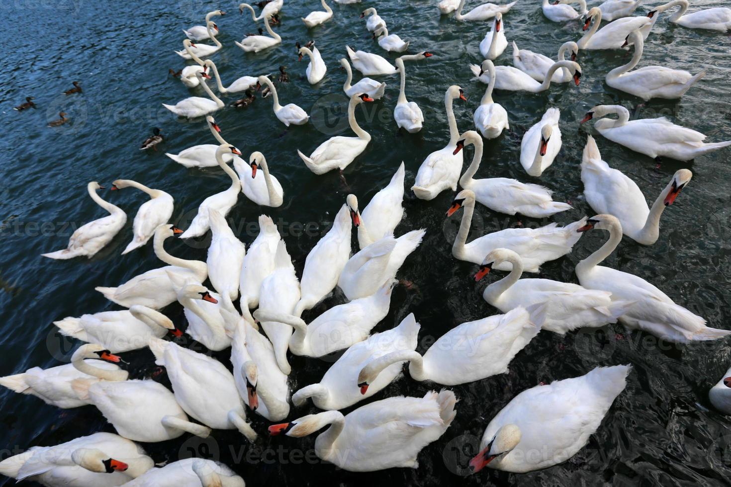 de grands cygnes blancs vivent sur un lac d'eau douce photo